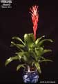 Billbergia 'Hertzii'