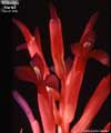 Billbergia 'Hertzii'