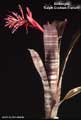 Billbergia vitatta 'Ralph Graham French'