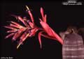 Billbergia vitatta 'Ralph Graham French'