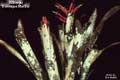 Billbergia vittata 'Domingos Martins'