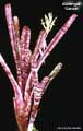 Billbergia 'Gerda'