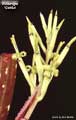 Billbergia 'Gerda'