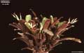 Billbergia 'Grande'