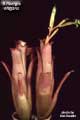 Billbergia elegans