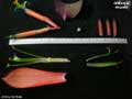 Billbergia elegans