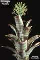 Billbergia horrida