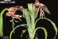 Billbergia iridifolia var. concolor