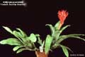 Billbergia 'Foster's Summer Bloomer'