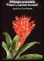 Billbergia 'Foster's Summer Bloomer'
