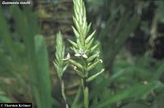 Guzmania roezlii