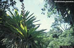 Mezobromelia pleiosticha