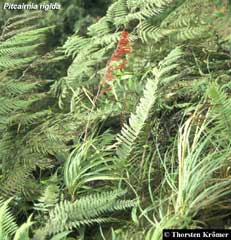 Pitcairnia rigida