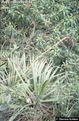 Puya ctenorhyncha