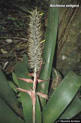 Aechmea setigera