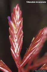 Tillandsia tovarensis