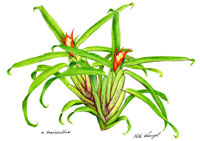 Aechmea brevicolis