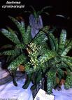 Aechmea correia-araujoi