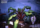 Aechmea tayoensis