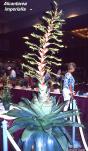 Alcantarea imperialis