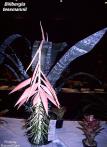 Billbergia tessmannii