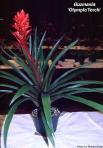 Guzmania 'Olympic Torch'