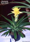 Guzmania 'Puna Gold'