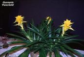 Guzmania 'Puna Gold'
