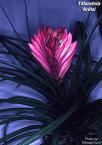 Tillandsia 'Anita'