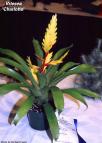 Vriesea 'Charlotte'