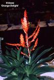 Vriesea 'Orange Delight'