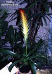 Vriesea erythrodactylon