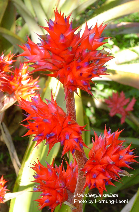 FCBS Bromeliad Photo Index Database: Search Results.