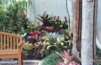 Bromeliad bed at Hale Koa Hotel in Waikiki