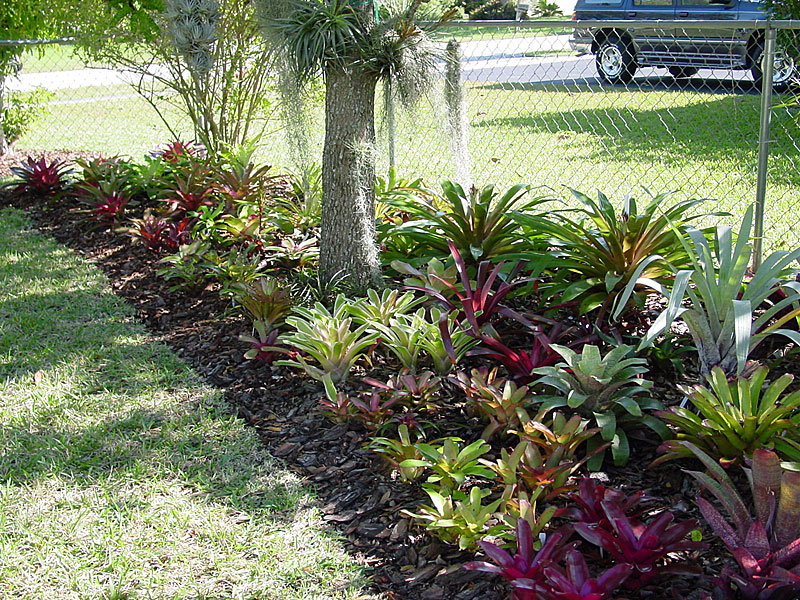 Bromeliad Photo Index - Ed & Moyna Prince Gardens