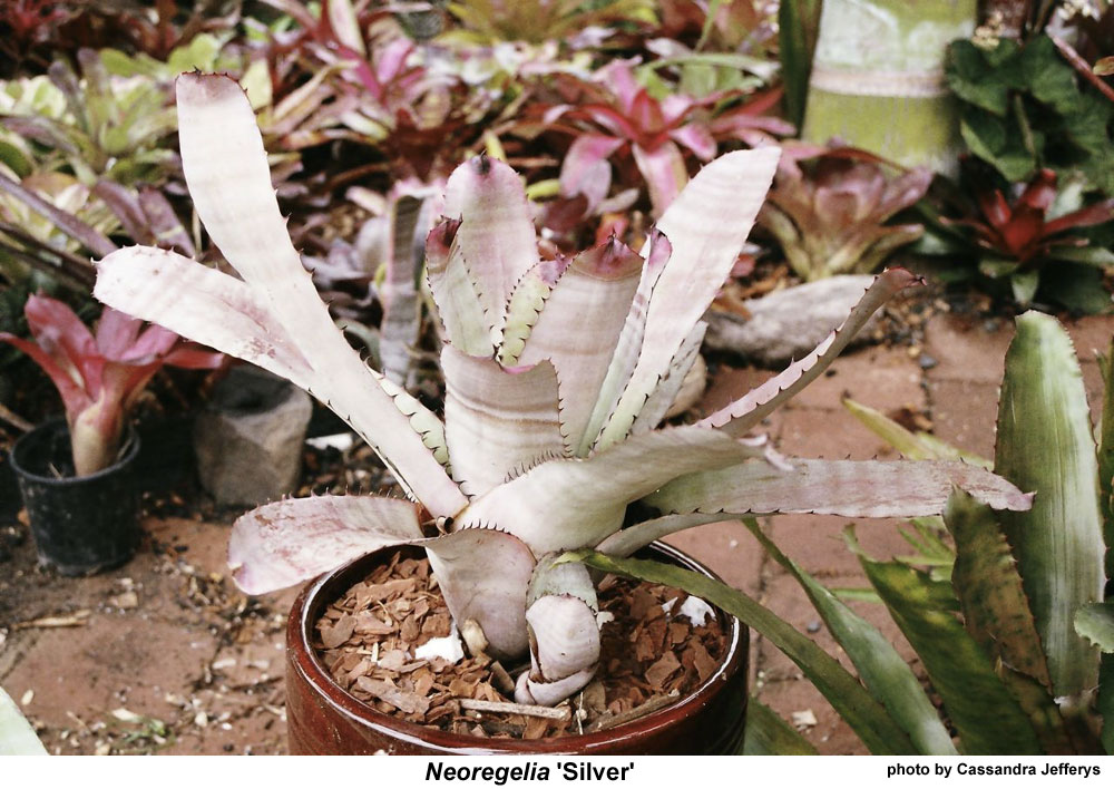 NEOREGERIA CARCARODON SILVER - 植物/観葉植物