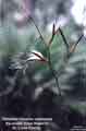 Tillandsia flexuosa seed pods