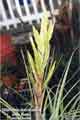 Tillandsia fasciculata alba form