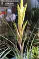 Tillandsia fasciculata alba form