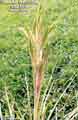 Tillandsia fasciculata alba form