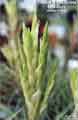 Tillandsia fasciculata alba form