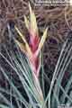 Tillandsia fasciculata