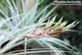 Tillandsia fasciculata