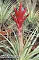 Tillandsia fasciculata