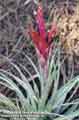 Tillandsia fasciculata