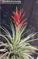 Tillandsia fasciculata