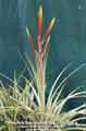 Tillandsia fasciculata