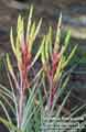 Tillandsia fasciculata