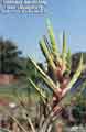 Tillandsia fasciculata