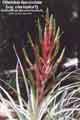 Tillandsia fasciculata